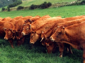 ⓒ Fielmann, Limousin Cattle