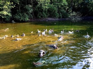 Turopolje pigs swimming faster than geese for catching food